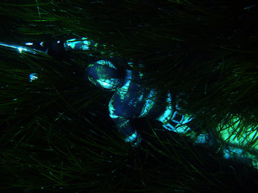 muta-su-misura-pescasub-camo