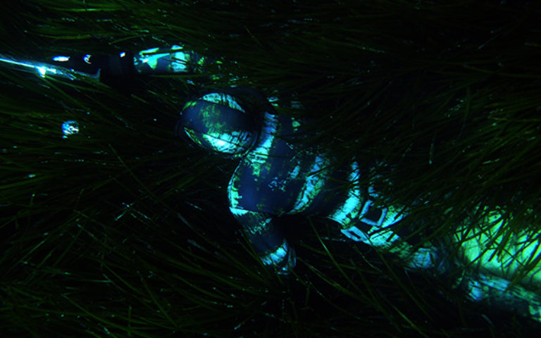 muta-su-misura-pescasub-camo