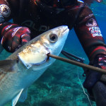 pescasub-apnea-spearfishing