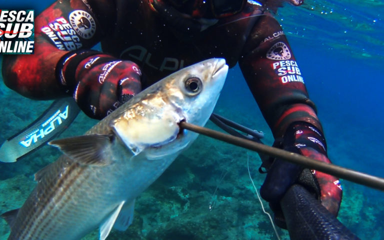 pescasub-apnea-spearfishing
