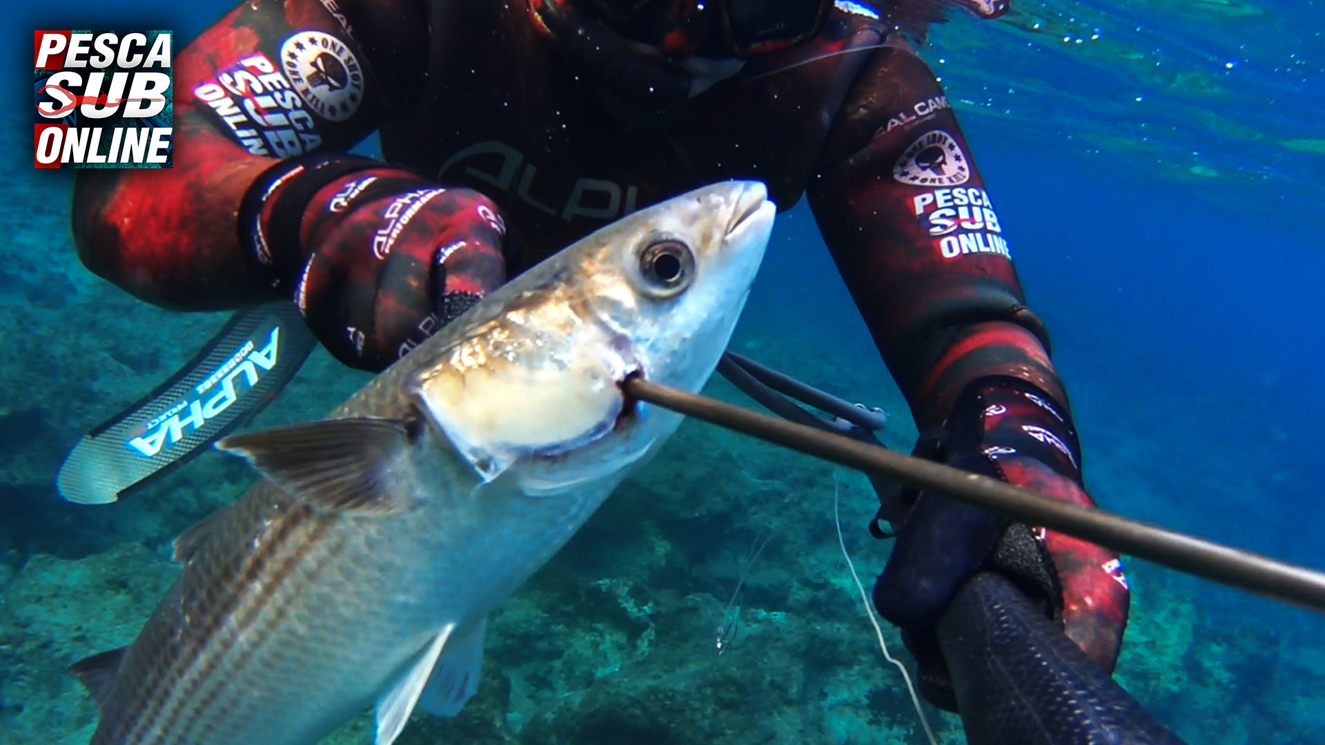 pescasub-apnea-spearfishing