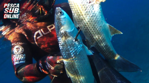 Video-Pesca-Sub-Cefalo-una-Coppiola-da-piu'-6 kg