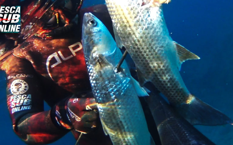 Video-Pesca-Sub-Cefalo-una-Coppiola-da-piu'-6 kg