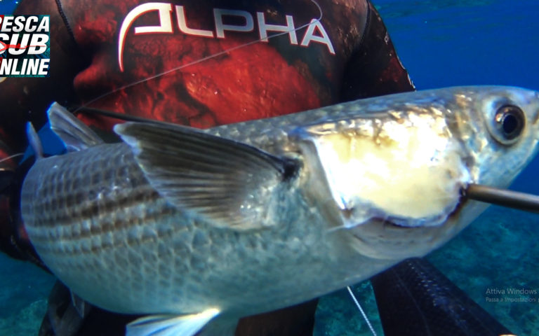 PESCA-SUB-Bassofondo-Tecniche-di-Pesca-in-3-metri-Pesca-subacquea-GIUGNO-2019 -Spearfishing
