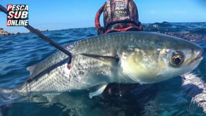 PESCA-SUB-Sardegna-pesca-apnea-Pesca-subacquea Basso-fondo GIUGNO-2019 -Spearfishing