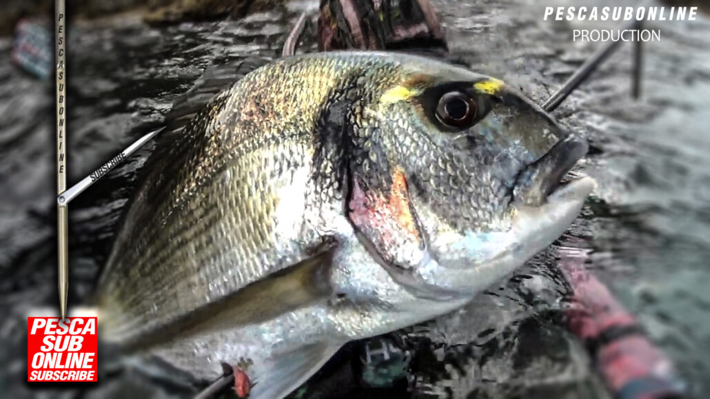 Pesca sub Orate