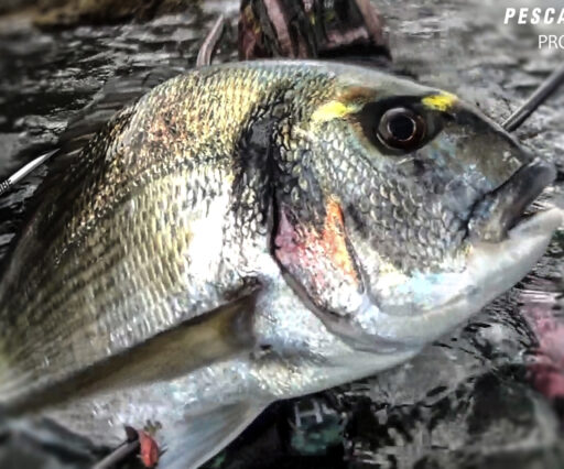 Pescasub inverno