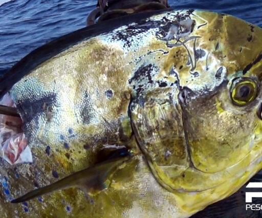 Video pescasub
