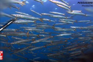 Pescasub barracuda