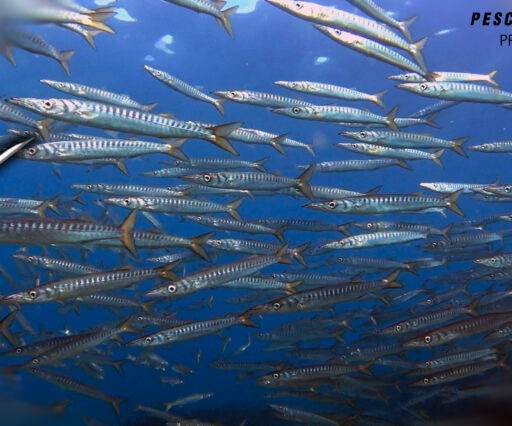 Pescasub barracuda