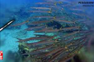 Pescasub barracuda