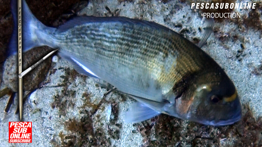 Pescasub ORATA