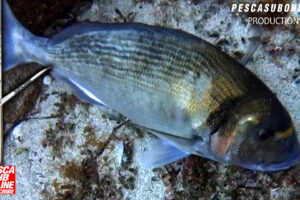 PESCA SUB ORATA