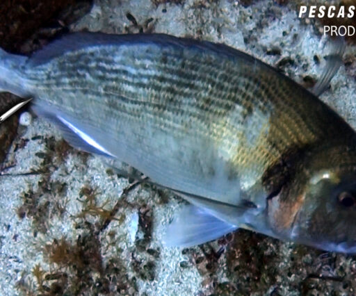 PESCA SUB ORATA