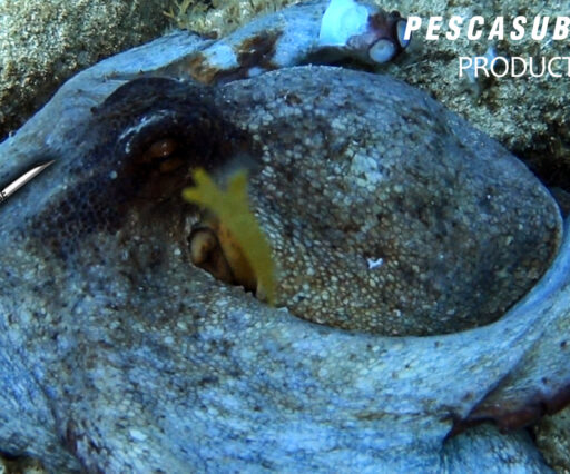 PESCA SUB POLPI GIGANTI