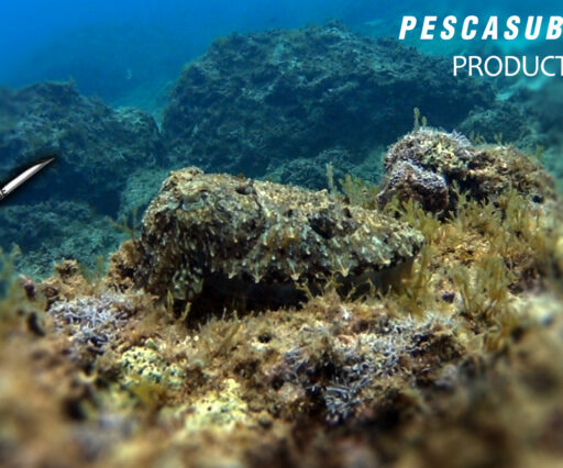 PESCA SUB SEPPIE