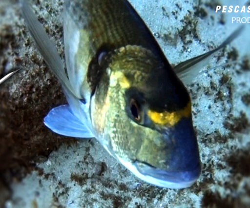 ORATA