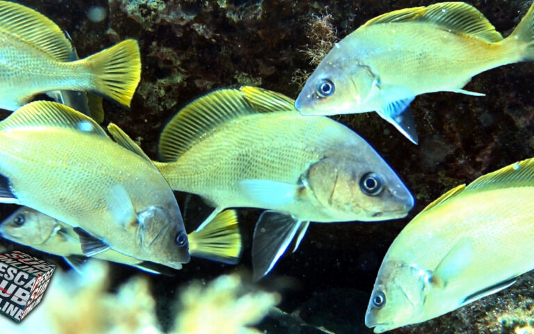 Pesca Sub Corvine