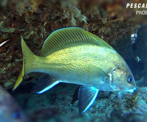 Pesca sub Corvina