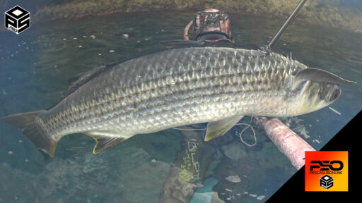 Video Pesca Sub Cefalo Gigante da Record piu’ 5 kg