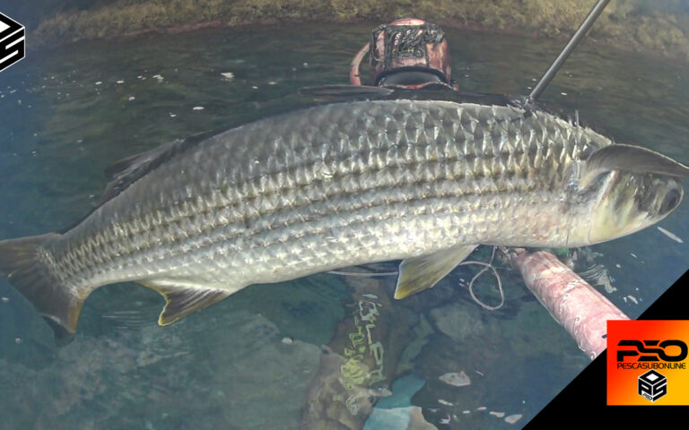 Video Pesca Sub Cefalo Gigante da Record piu’ 5 kg