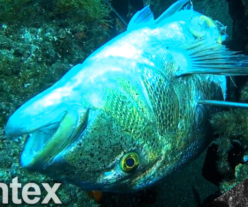 Pesca sub Dentice
