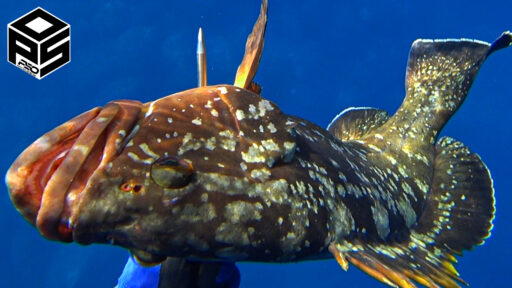 Pesca sub apnea Agguato tecnica