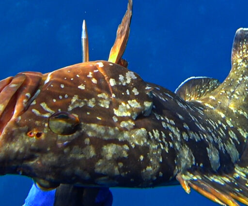 Pesca sub Cernia