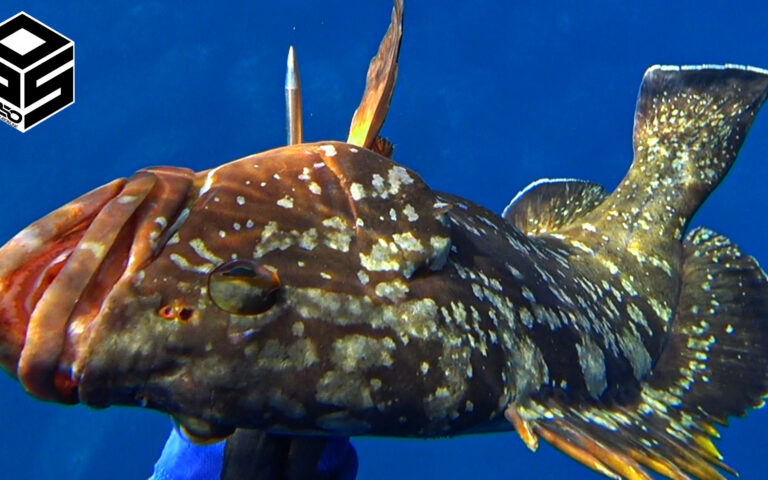 Pesca sub apnea Agguato tecnica