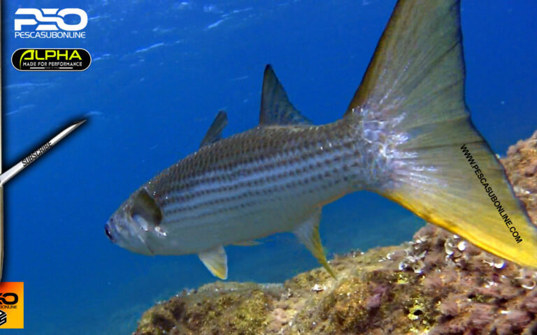 Pesca Sub Cefali