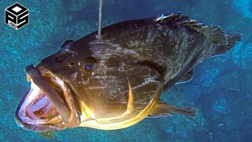 Pescasub Cernia Tecniche di pesca