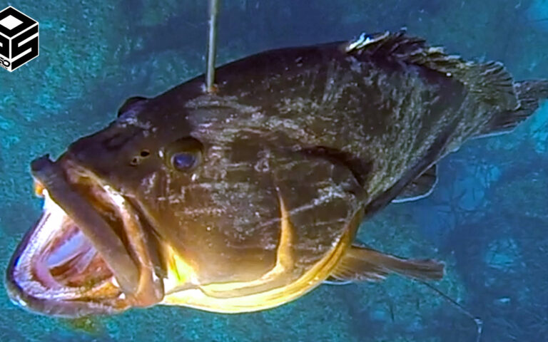 Pescasub Cernia Tecniche di pesca