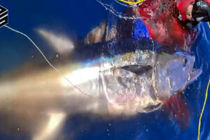 Spearfishing bluefin tuna