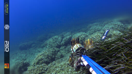 Pesca sub e apnea Video Pesca subacquea