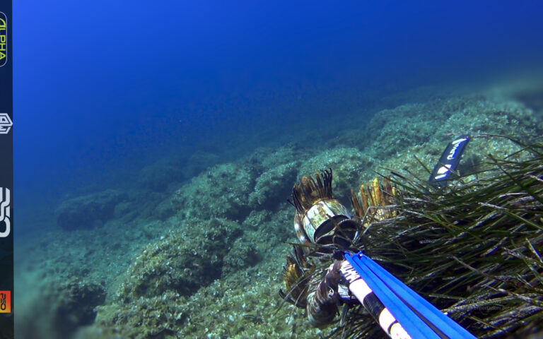 Pesca sub e apnea Video Pesca subacquea