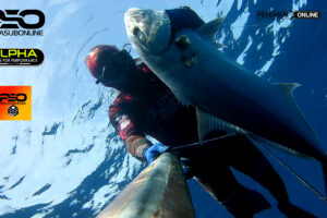 Spearfishing bluefin tuna