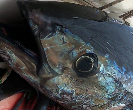Pesca sub tonno