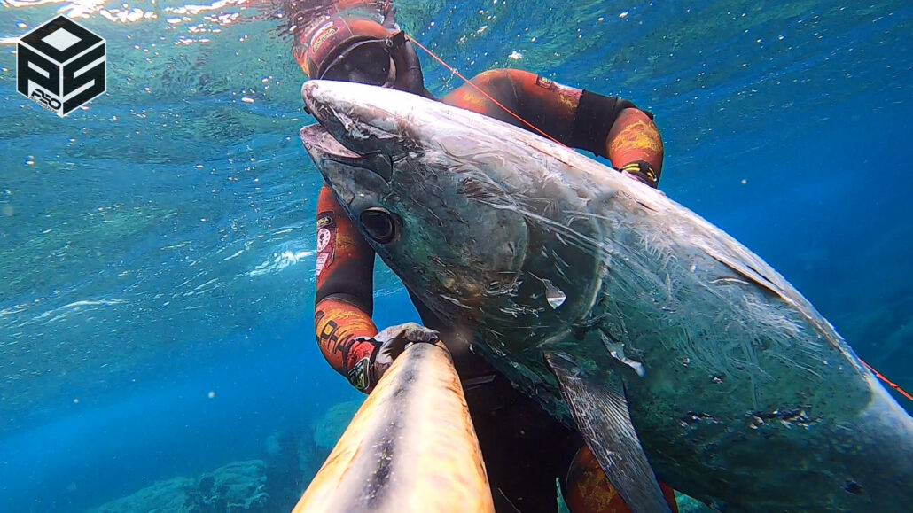 Spearfishing Tuna