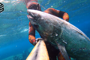 Spearfishing bluefin tuna