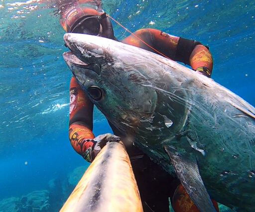 Spearfishing bluefin tuna