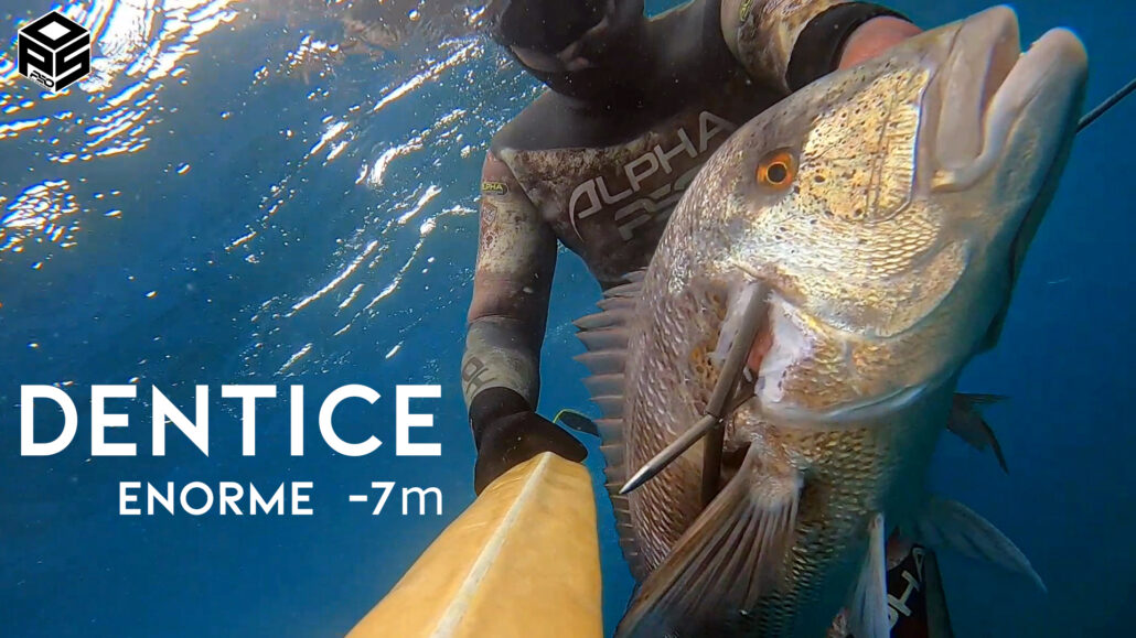 PescaSub Dentice