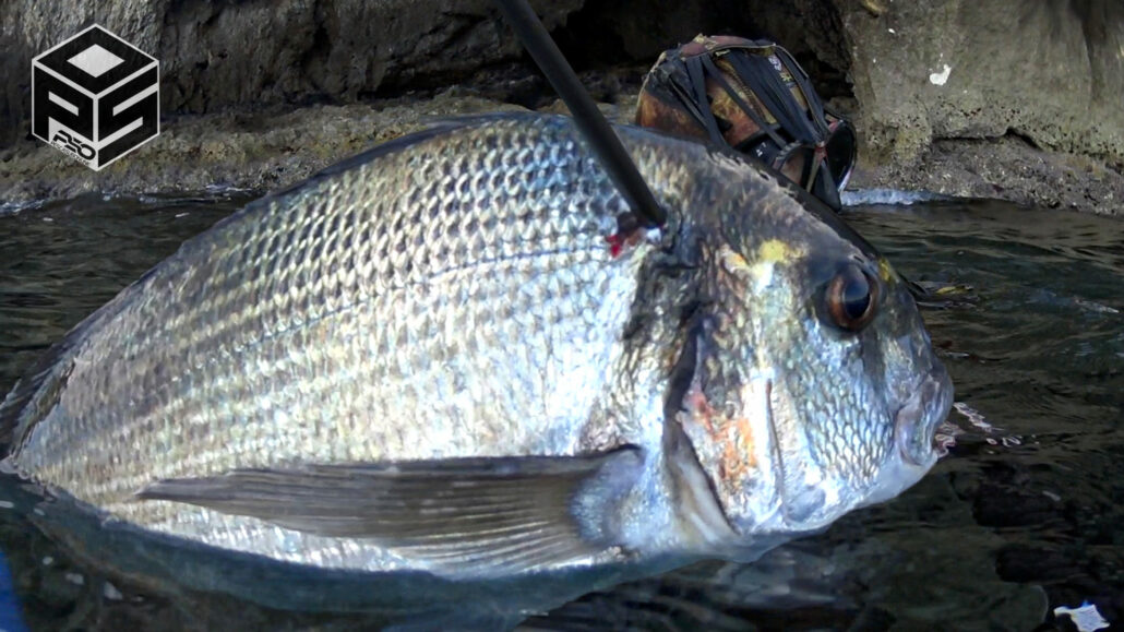 PescaSub Orata Pesca subacquea