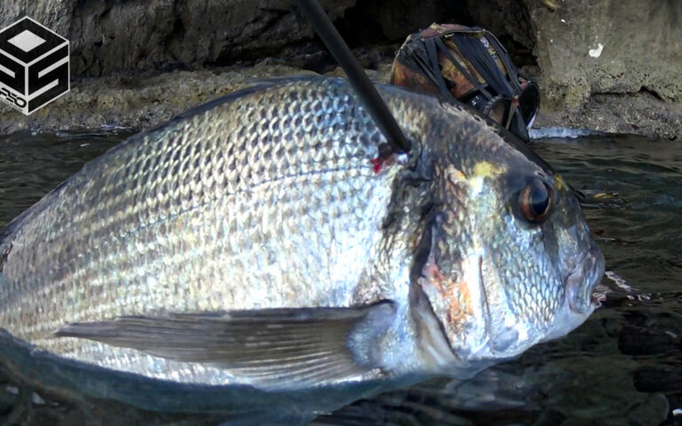 PescaSub Orata Pesca subacquea