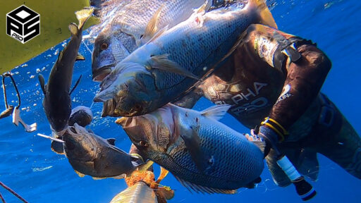 PescaSub Dentice Pesca subacquea