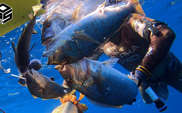 PescaSub Dentice Pesca subacquea