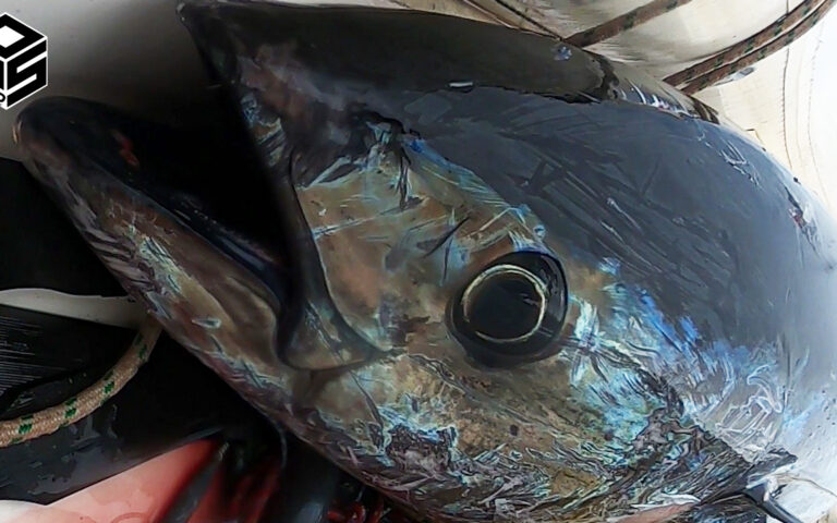 Spearfishing Extreme