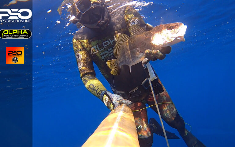 Pescasub Corvina Pesca subacquea