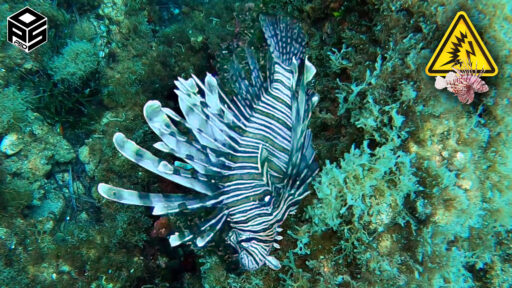 Pesca sub Pesce Scorpione