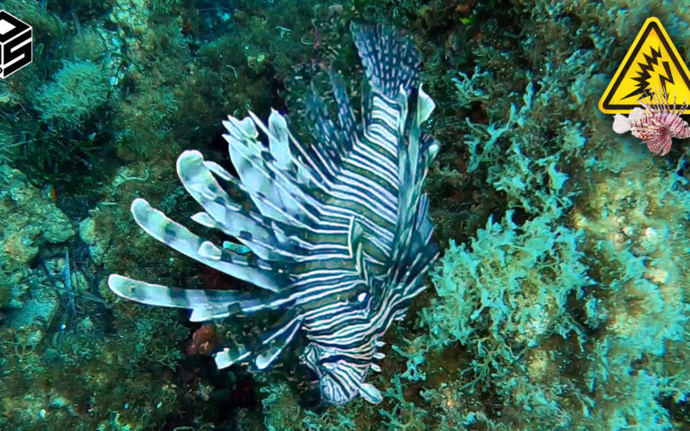 Pesca sub Pesce Scorpione